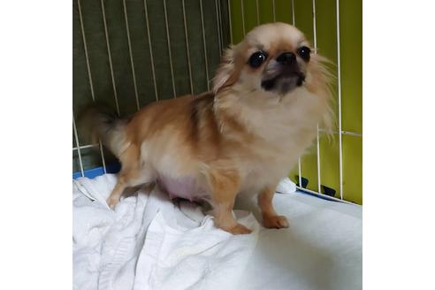 販売中のチワワ(ロングコート)の親犬