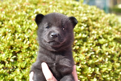 甲斐犬のブリーダーを探す ブリーダーナビ