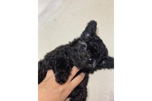 東京都のタイニープードル 女の子 08 02生まれ ドワーフちゃん 子犬id ブリーダーナビ 東京都のタイニープードル 女の子 08 02生まれ ドワーフちゃん 子犬id ブリーダーナビ