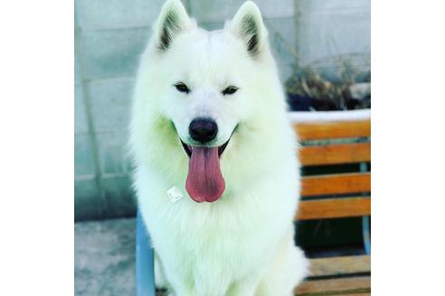 販売中のサモエドの親犬