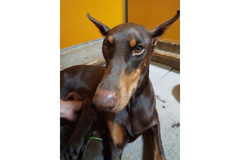 販売中のドーベルマンの親犬