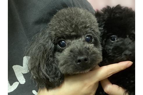 販売中のティーカッププードルの親犬