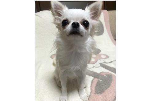 販売中のチワワ(ロングコート)の親犬