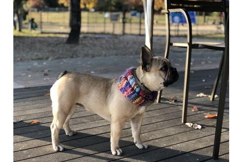 販売中のフレンチブルドッグの親犬