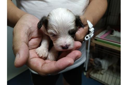 日本テリアのブリーダーを探す ブリーダーナビ