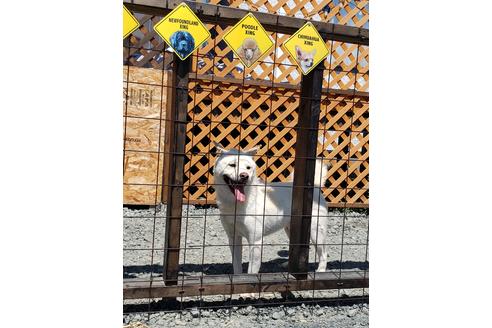 販売中の柴犬の親犬