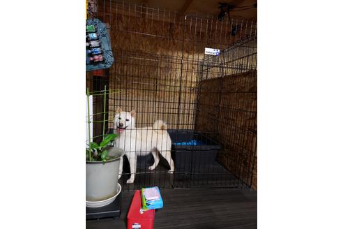 販売中の柴犬の親犬