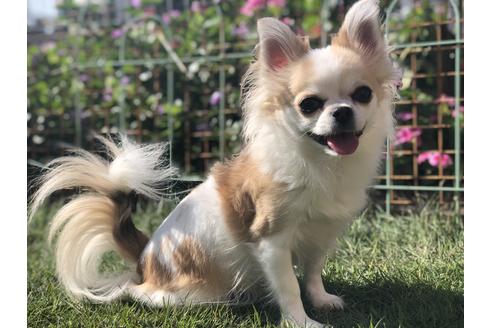 販売中のチワワ(ロングコート)の親犬