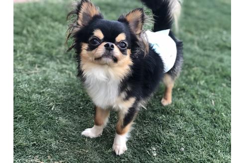 販売中のチワワ(ロングコート)の親犬