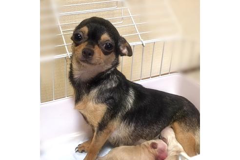 販売中のチワワ(スムースコート)の親犬