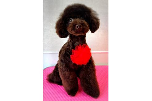 販売中のタイニープードルの親犬