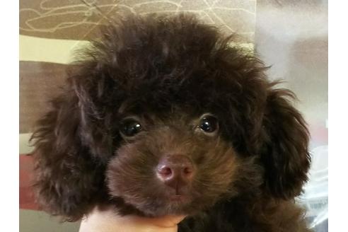 販売中のタイニープードルの親犬