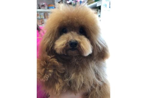 販売中のトイプードルの親犬