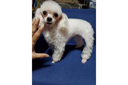 販売中のトイプードルの親犬