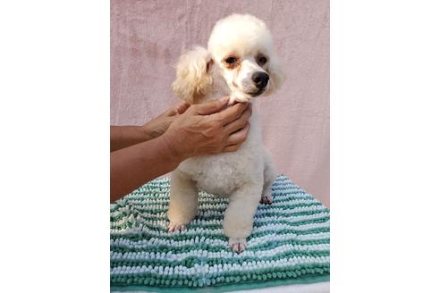 販売中のトイプードルの親犬