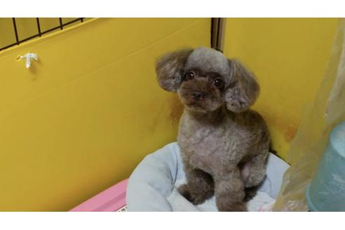 販売中のティーカッププードルの親犬