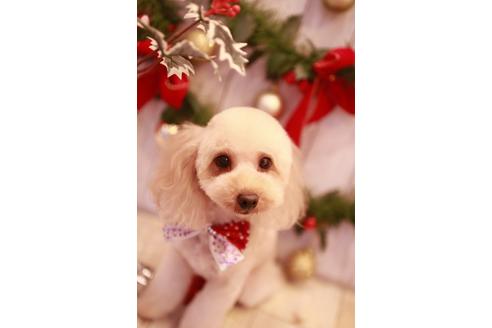 販売中のタイニープードルの親犬