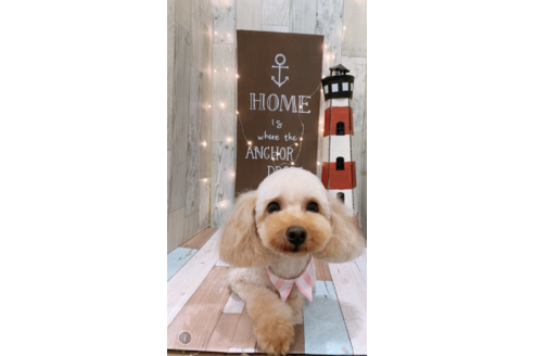販売中のタイニープードルの親犬