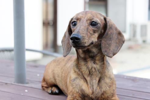 販売中のカニンヘンダックスフンド(ロングヘアード)の親犬
