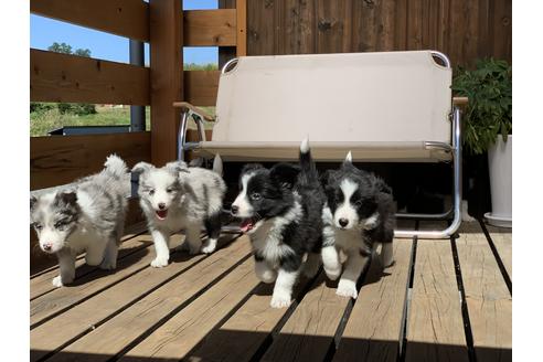 田中結花ブリーダー ブリーダーナビ