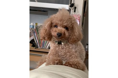 販売中のトイプードルの親犬