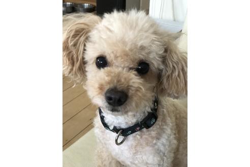 販売中のトイプードルの親犬