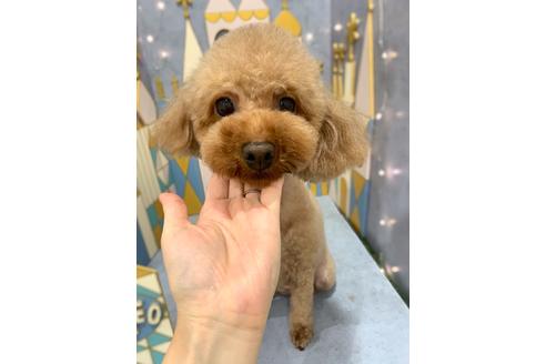 販売中のタイニープードルの親犬