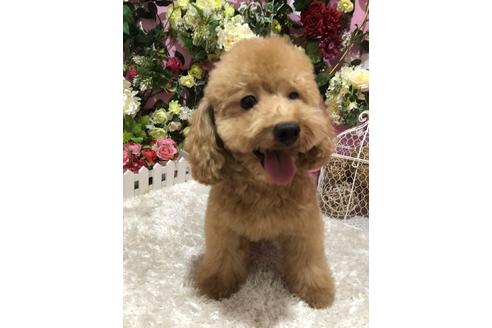 販売中のトイプードルの親犬