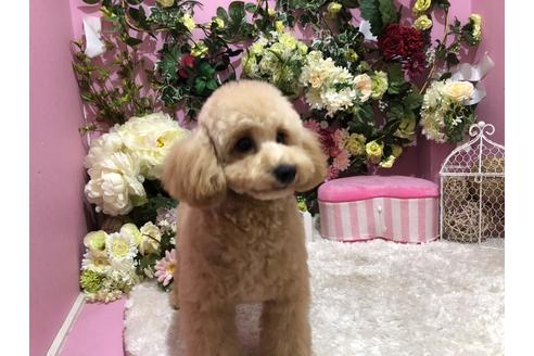 販売中のトイプードルの親犬