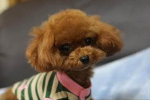 販売中のトイプードルの親犬