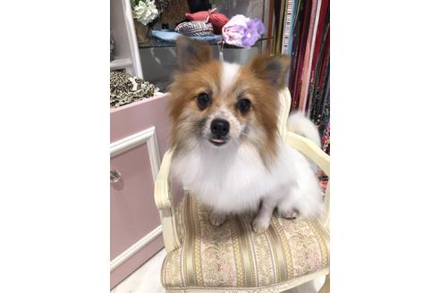 販売中のポメラニアンの親犬