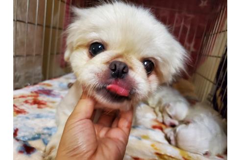 販売中のミックス犬の親犬