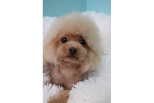 販売中のティーカッププードルの親犬