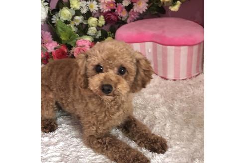 販売中のトイプードルの親犬