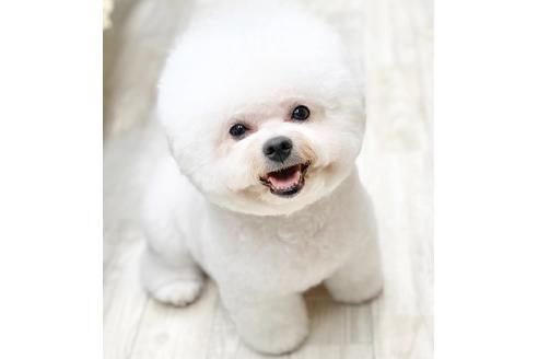 石井貴之ブリーダー ブリーダーナビ