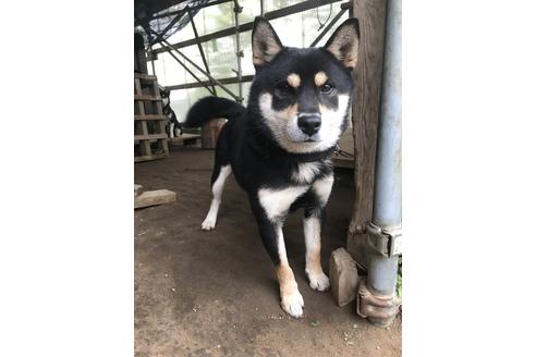 販売中の柴犬の親犬