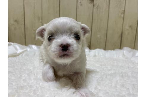 チワマル:チワワ×マルチーズの子犬を探す（161ページ目