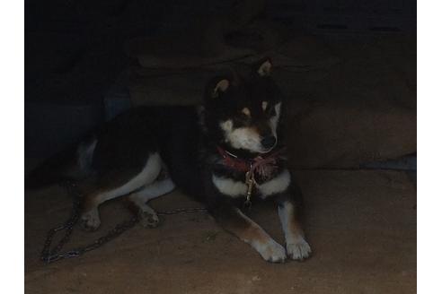 販売中の柴犬の親犬