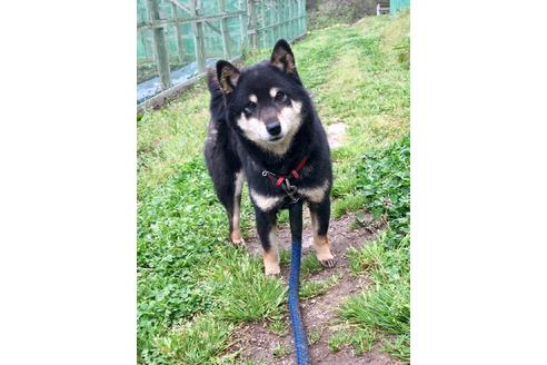 販売中の柴犬の親犬