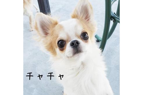 販売中のチワワ(スムースコート)の親犬