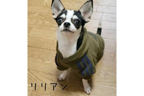 販売中のチワワ(スムースコート)の親犬