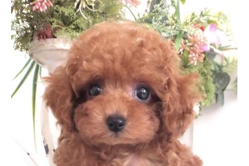 木下愛理ブリーダー ブリーダーナビ