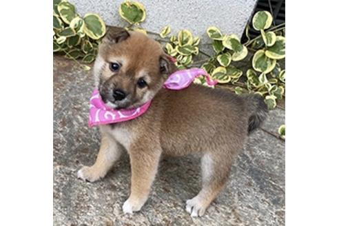 香川県の豆柴 女の子 08 16生まれ 極小豆柴の女の子です 子犬id ブリーダーナビ 香川県の豆柴 女の子 08 16生まれ 極小豆柴の女の子です 子犬id ブリーダーナビ