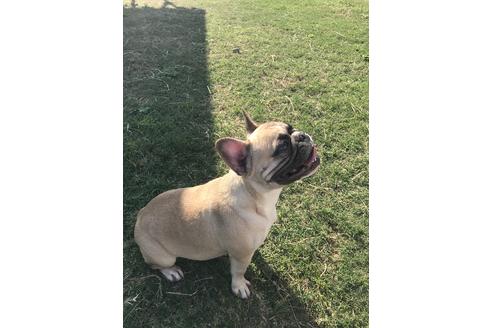 販売中のフレンチブルドッグの親犬