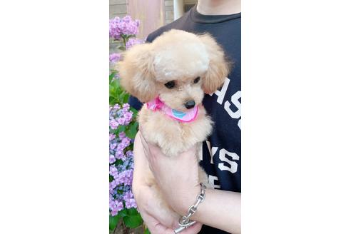 販売中のミックス犬の親犬