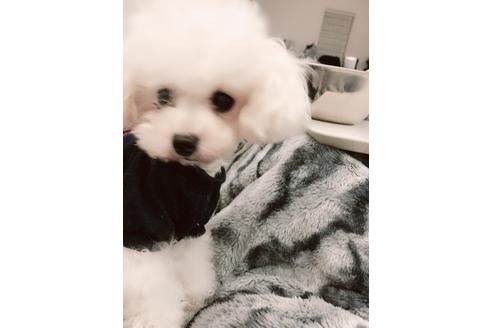 販売中のミックス犬の親犬