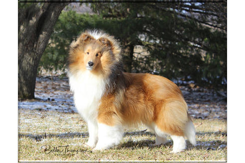 販売中のシェットランドシープドッグ(シェルティ)の親犬