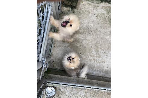 販売中のポメラニアンの親犬