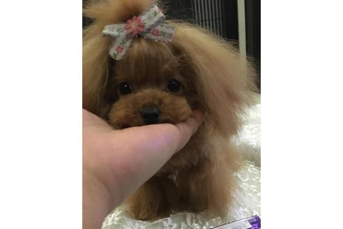 販売中のティーカッププードルの親犬