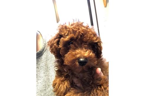 東京都でトイプードルの子犬を探す ブリーダーナビ